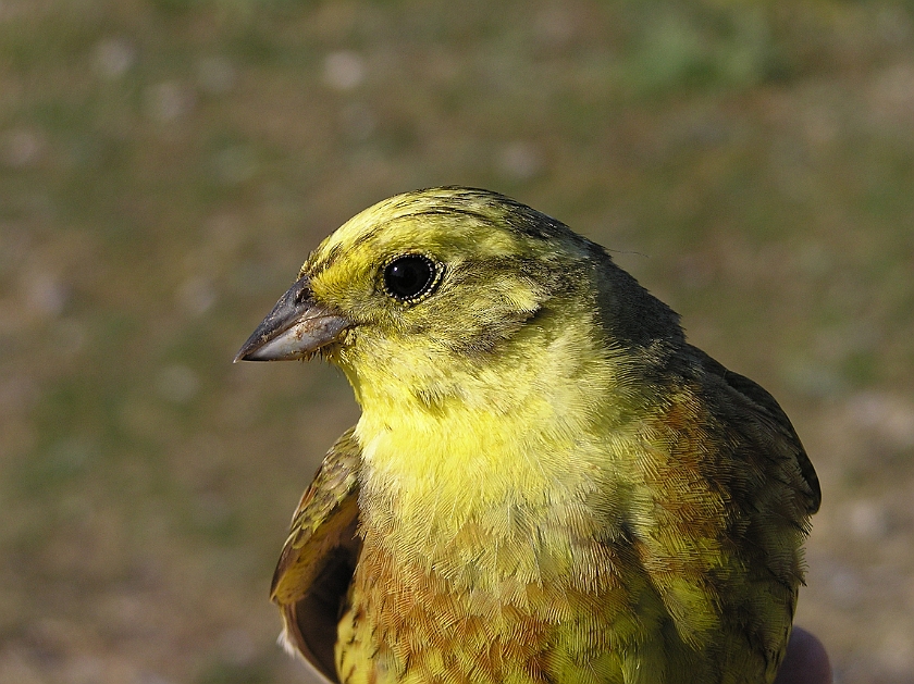 Yellowhammer, Sundre 20070609